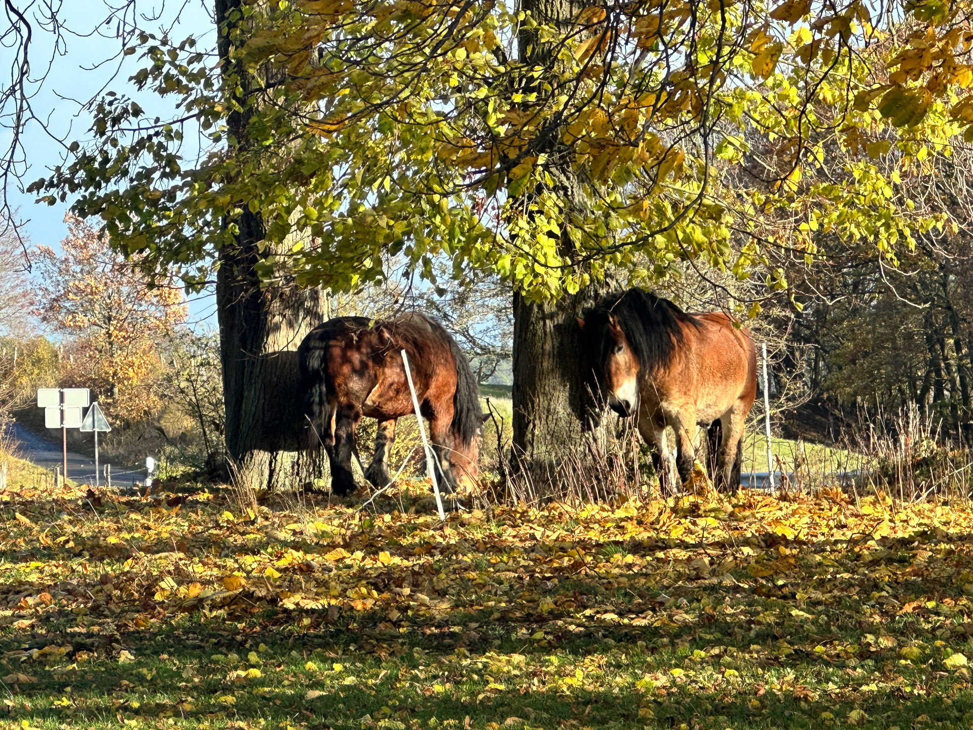 Zehntscheune in Kronenburg – es gibt in Kronenburg und seiner unmittelbaren Umgebung viel zu entdecken und zu erleben. Zehntscheune in Kronenburg - es gibt in Kronenburg und seiner unmittelbaren Umgebung viel zu entdecken und zu erleben.